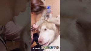 Best funny dog _shorts _funny animal _41