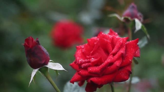 Meditation Music Deep Sleep Music Spa Music Soothing Relaxation смотреть онлайн