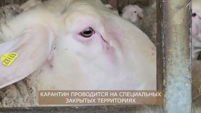 Бараны Мериноланд! Где купить овец в России! Разведение овец как бизнес! Овцеводство смотреть онлайн