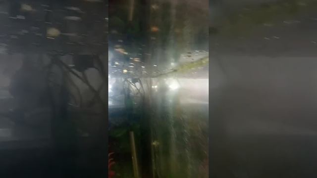 самка меченосца родила 20 мальков смотреть онлайн