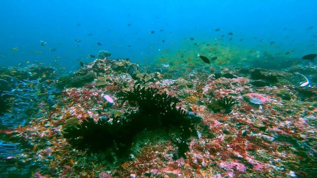 Maldives - North Ari Atoll - Tip Top Thila смотреть онлайн