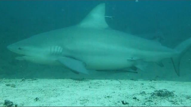 Дайвинг с акулами-быками Атлантика | Diving with bull sharks Atlantic Ocean смотреть онлайн