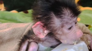 ВЫ ХОТИТЕ ПОСМЕЯТЬСЯ- посмотрите как Люся ест!