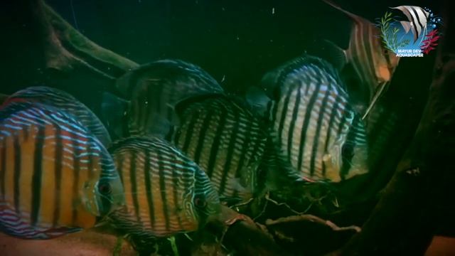 How To Make Biotope Aquarium | Biotope Aquarium Setup | Biotop Aquarium Design And Concept | Biotop