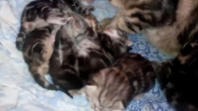 Мои котята ||котятам две недели |^_^