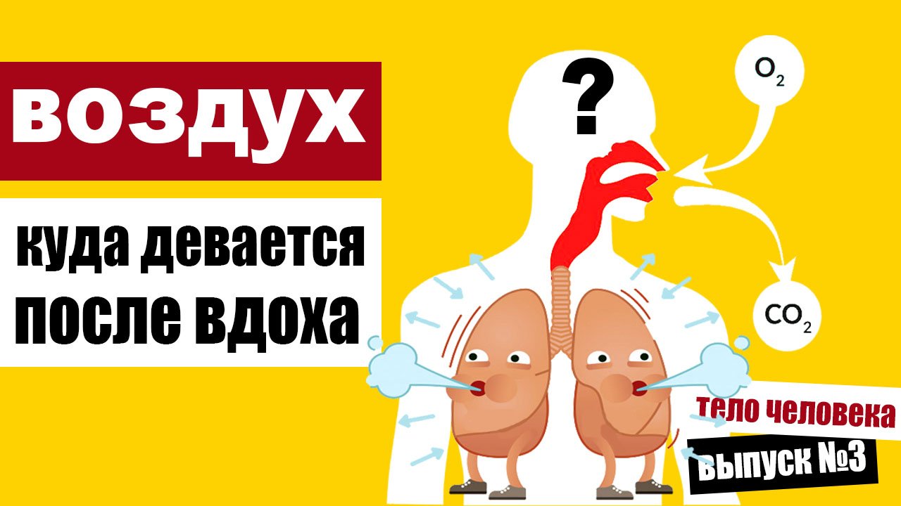Куда девается воздух, который мы вдыхаем смотреть онлайн