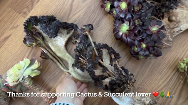 3/31: aeonium crested big size, blue elf, suyon, cubic frost, phachysedum, cream tea, rolly смотреть онлайн