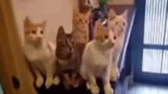 Теннисные кошки смотреть онлайн