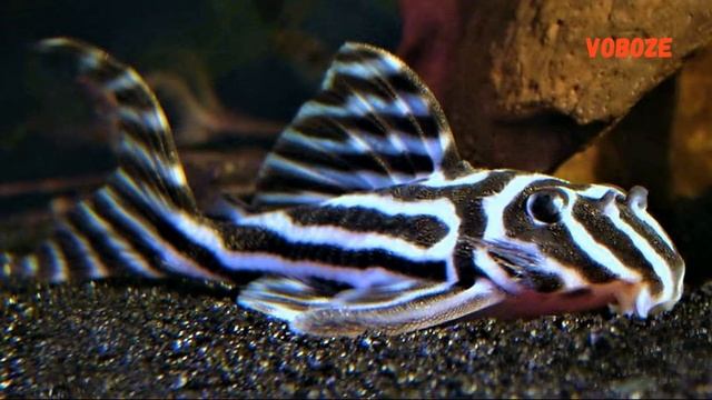 Гипанциструс Зебра L046 в аквариуме. Содержание, разведение, совместимость, чем кормить. смотреть онлайн