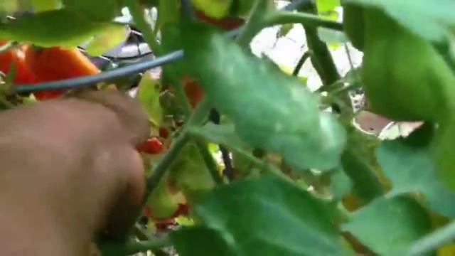 Harvesting Heirloom and San Marzano Tomatoes смотреть онлайн