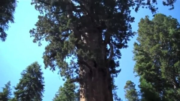 Der größte Baum der Welt