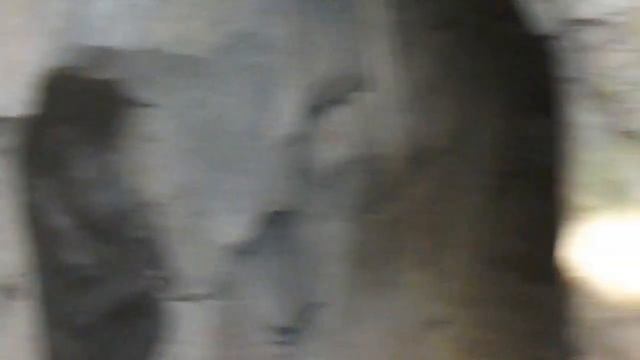 Грозные Гориллы в биопарке Валенсии (Испания) смотреть онлайн