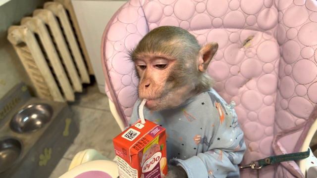 Боря любитель молока 🥛🍼🧃12 декабря 2022 г.#макака #обезьяна #молоко смотреть онлайн