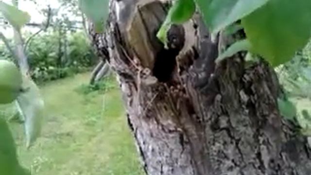 Кто в дереве живет?