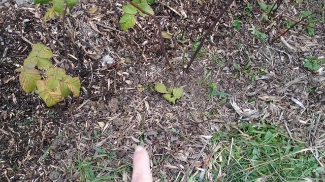 Применение щепы от спиленных деревьев в саду. смотреть онлайн