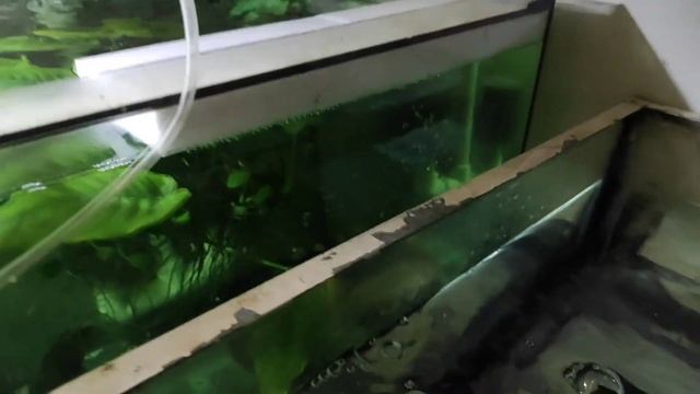 Порядок с мальком и таракатумы порадовали икрой... смотреть онлайн