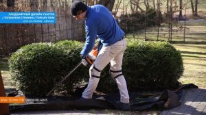 РАСКРЫВАЮ СЕКРЕТЫ СТРИЖКИ ТУИ и ХВОЙНЫХ |туя глобоза|Стрижка туи Минск|Садовник Минск|@VLASTELIN_MI