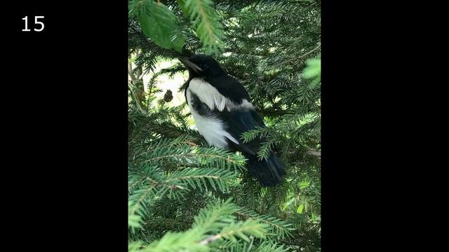 Птицы Подмосковья #птицы смотреть онлайн