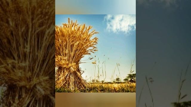 5 июля ПРАЗДНИК ЗАЖИНКИ смотреть онлайн