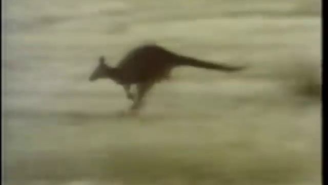 Inspector Gadget's Field Trip: Australia - Aussie Animals смотреть онлайн