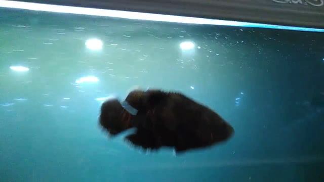 Хищники рыбы смотреть онлайн