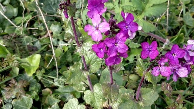 Honesty (Lunaria annua) identification смотреть онлайн