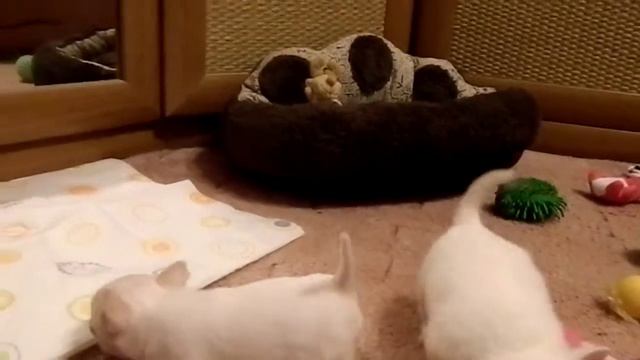 Карманные щенки чихуахуа из питомника Гордость Эмили смотреть онлайн