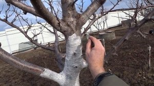 Какие работы в саду необходимы в марте?