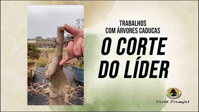 TRABALHOS COM ÁRVORES CADUCAS. O CORTE DO LÍDER смотреть онлайн