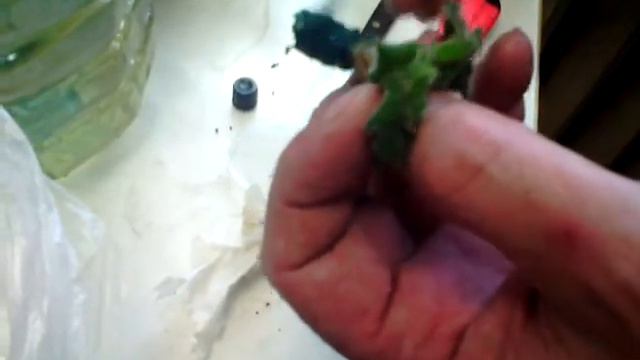 Пепесадка фиалки и удаление шеи Как я это делаю смотреть онлайн