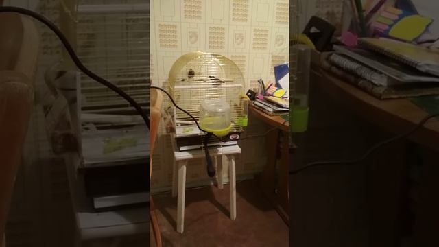 Японские чешуйчатые амадины поют) смотреть онлайн
