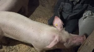 Как ростут породистые свиньи//набор веса у свиней породы Ф-1