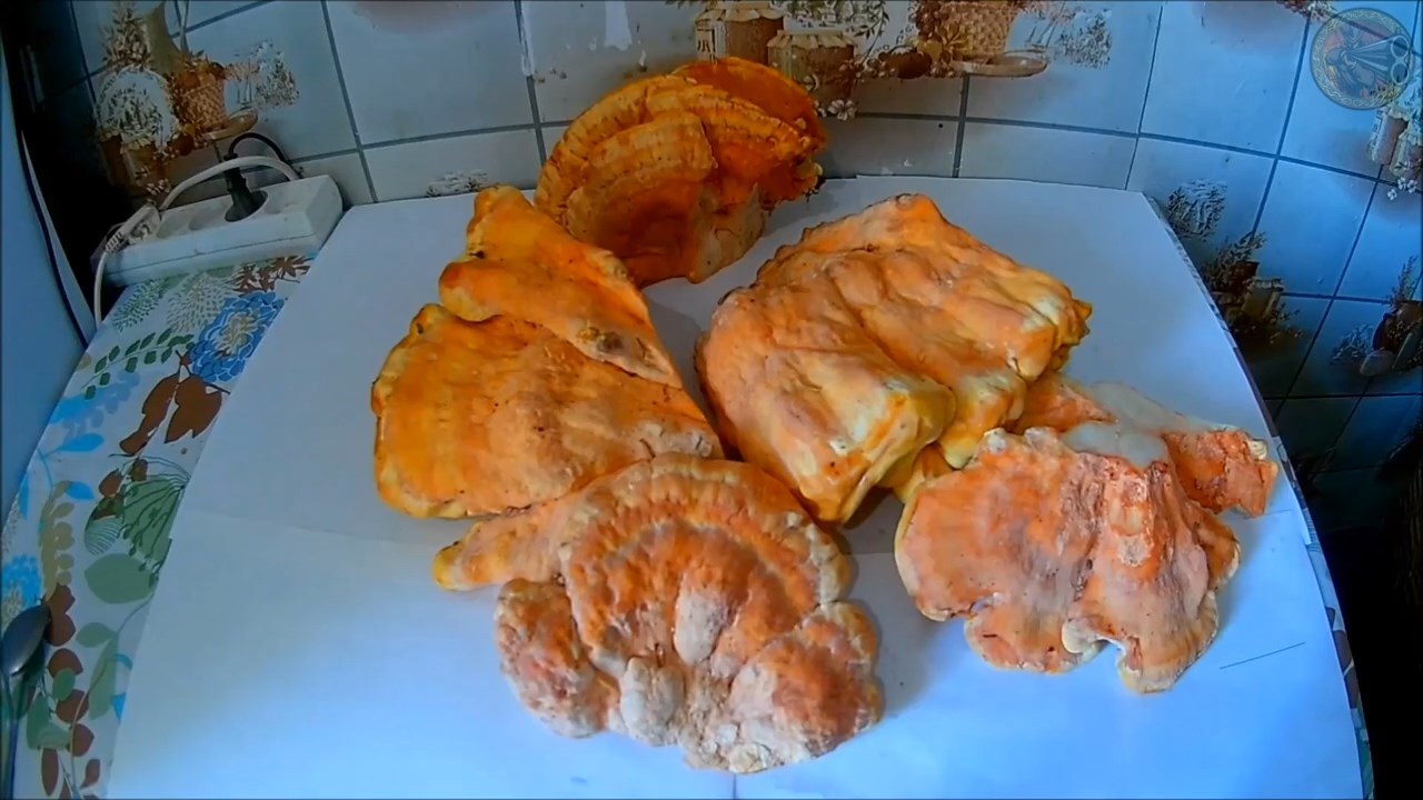 Жареный трутовик серно-желтый (Будни охотника и рыбака) смотреть онлайн