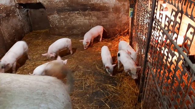 Продам поросят// дела хозяйские смотреть онлайн