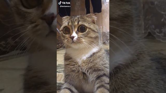 Мама сшила мне штаны из березовой коры чтобы попа не потела не кусали комары смотреть онлайн