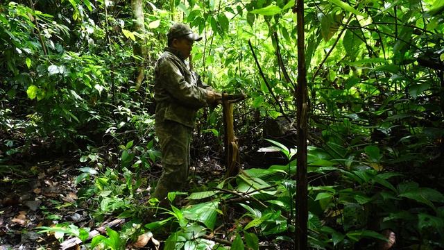 Make shelter in a tree stump. House destroyed by wild animals. Face the danger in the forest. смотреть онлайн