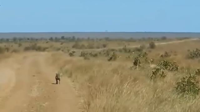 Pythons Are Too Aggressive! Giant Python Squeezes made Leopard Stop Breathing! Leopard vs Snake смотреть онлайн