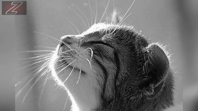 5 Вещей, Которые Не Может Обьяснить Наука смотреть онлайн