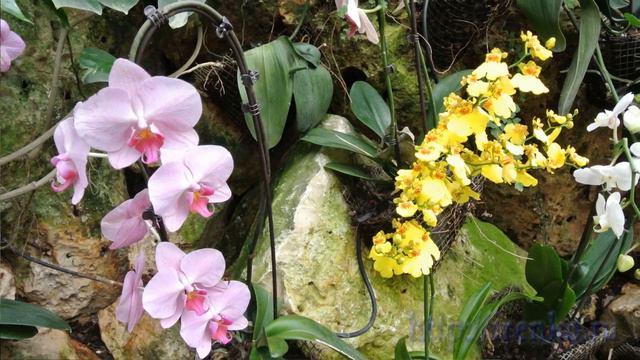 Орхидеи. Выставка орхидей в Парке Утопия. По Израилю смотреть онлайн