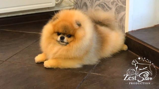 Wow! 😱 Amazing Pomeranian male - ⭐️TUZ⭐️ ! exclusive! 😍 Teddy Bear! Уникальный Померанский ШПИЦ!😍 смотреть онлайн