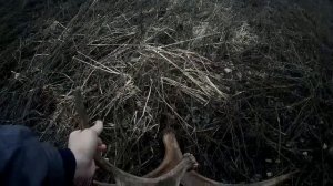 ТРОФЕИ ЭТОГО ГОДА.Поиск лосиных рогов.