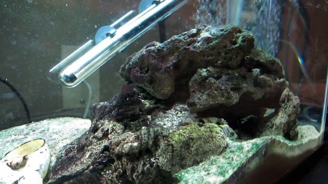 Cichlid Profiles: Julidochromis Marlieri (Episode 3)