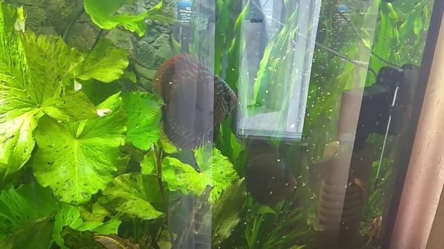 Кормление дискусов мидией. Feeding Discus Mussels.