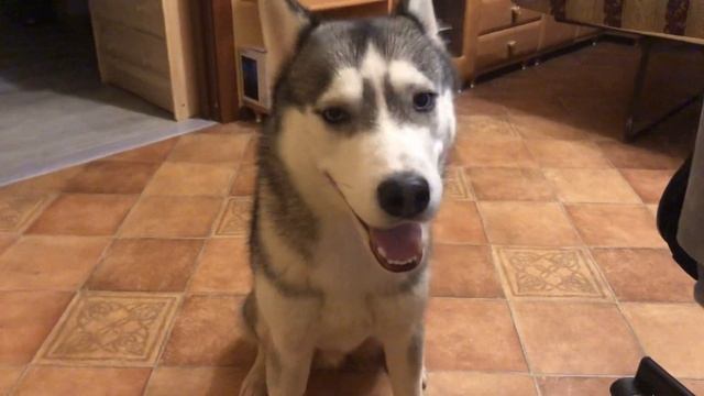 Самая лучшая собака на планете | Хаски Гром и Кошка Овсянка смотреть онлайн