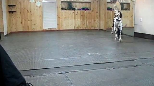 Семинар по хендлингу смотреть онлайн