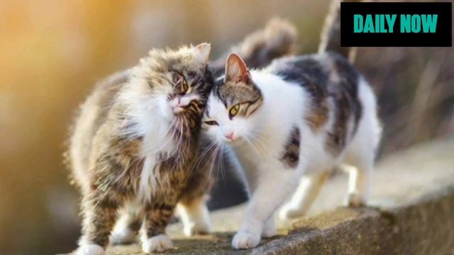 The Dark Reality Of Cat Blender Video | Daily Now смотреть онлайн