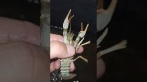 РАКИ: Как отличить самца от самки