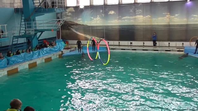 Шоу дельфинов. смотреть онлайн