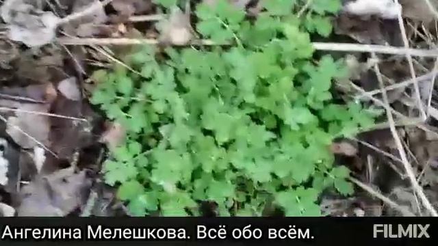 ЧИСТОТЕЛ. От РАКА, МИОМЫ, БОРОДАВОК И СКЛЕРОЗА? #фитоаптека #деревня смотреть онлайн