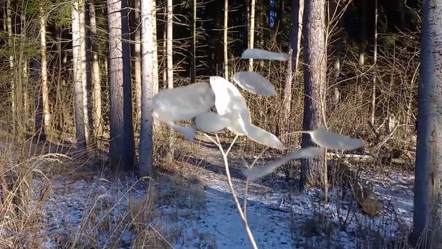 Воздействие электромагнитных волн на растения смотреть онлайн